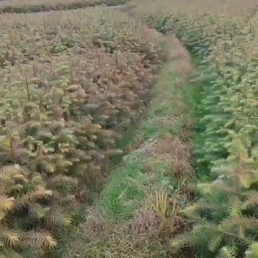 安福县杉木苗湿地松油茶枫香木荷
