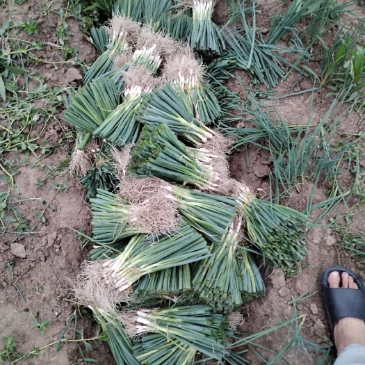如皋市蔬菜大葱产地直销