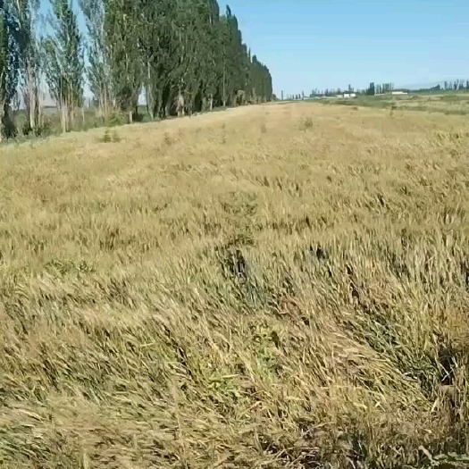 新疆伊犁巩留县85亩地长期转让