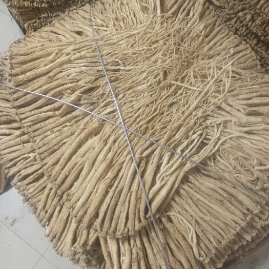 岷县白条党参