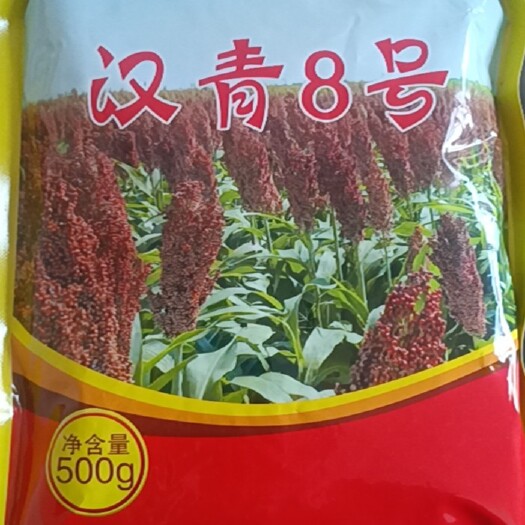 青县汉青8号
高粱种子
