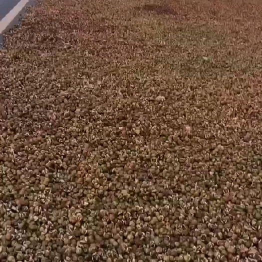 绩溪县油茶籽  油茶