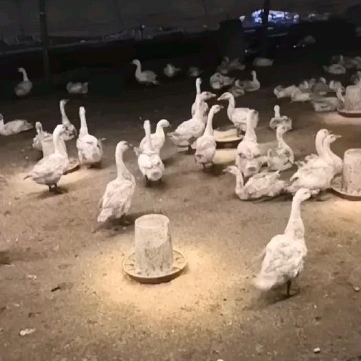 织金县肉鹅