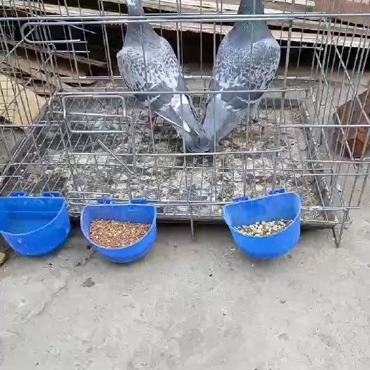 北京信鸽