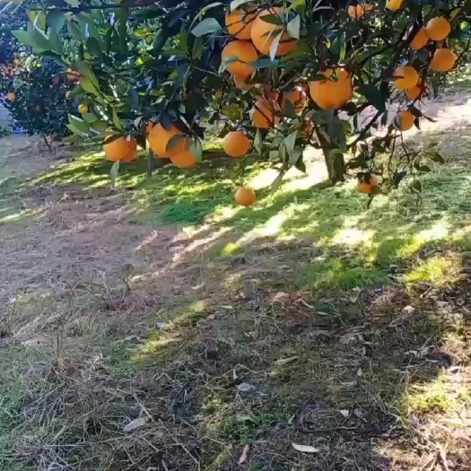 道县道州脐橙
