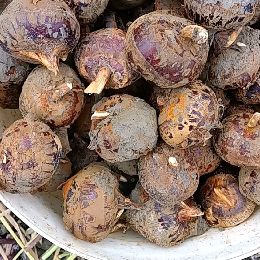 贺州广西贺州马蹄，口感好，化渣，个头均匀
