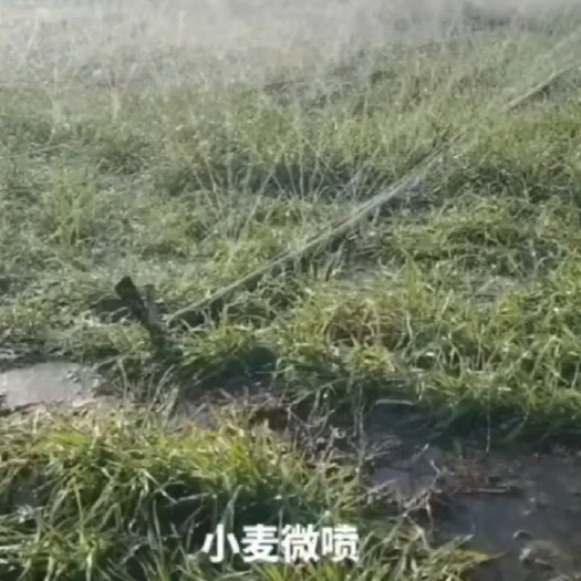鄄城县小麦灌溉，使用2.5寸微喷带，节水，省时