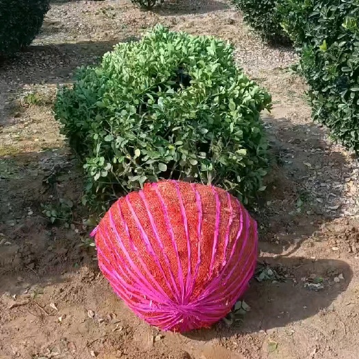 洛阳大叶黄杨球