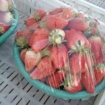 甜宝草莓