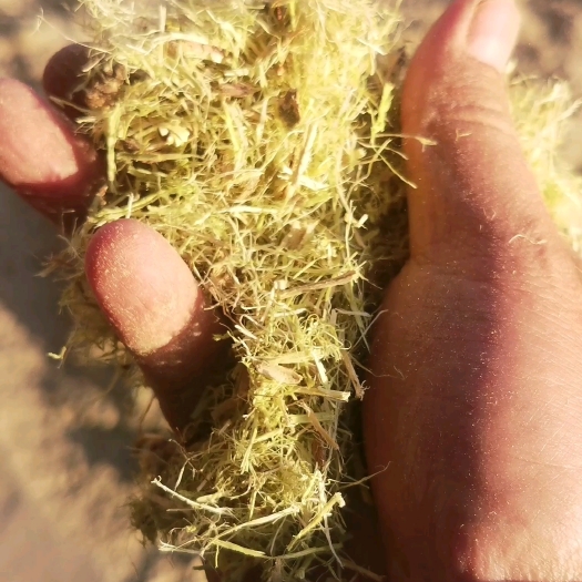 呼和浩特柠条草粉