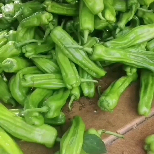 徐闻县精品鲜辣椒 品种齐全