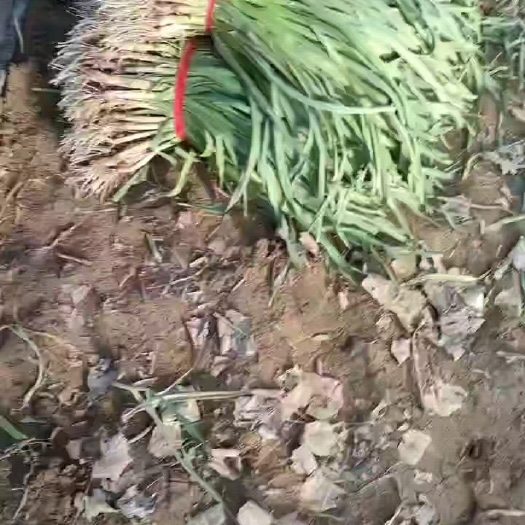 尉氏县红根蒜苗