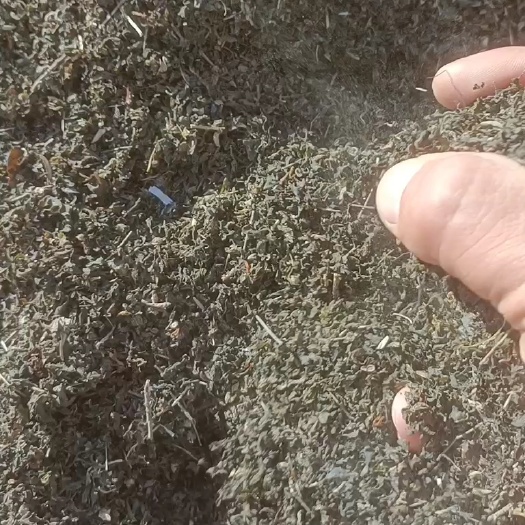同心县地皮菜碎沫，有点杂志，自己清洗