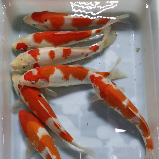 成都渔场直批锦鲤