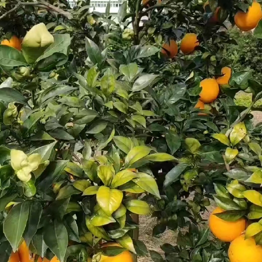 瑞金市赣南脐橙