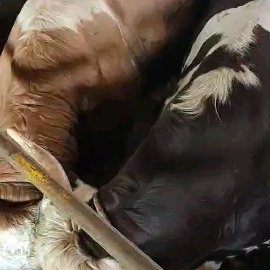 无棣县牛肉活牛跟牛有关系的我都做