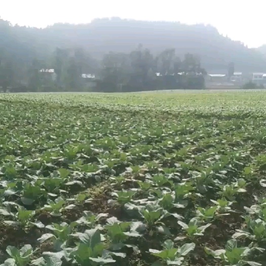 蓬溪县设备齐全农场转让