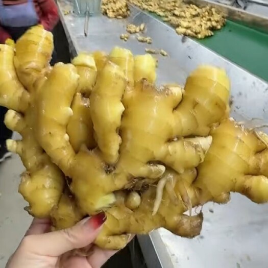 濮阳县优质水洗生姜