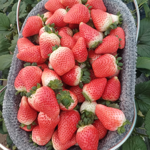 商丘天仙醉奶油草莓