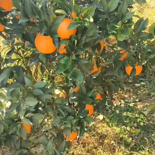 新宁县脐橙