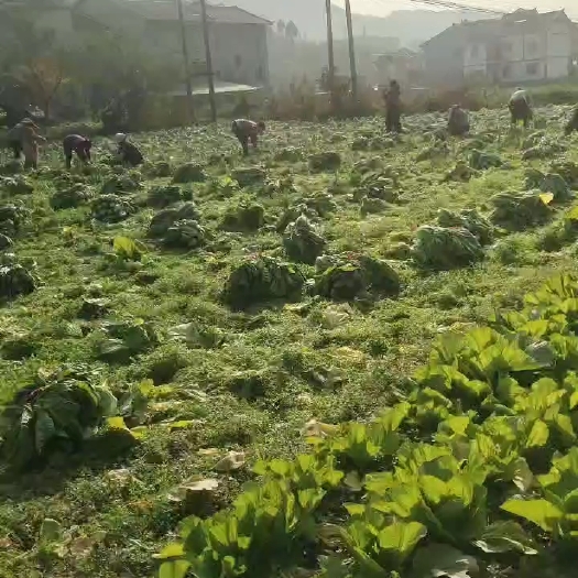 遵义遵义播州芥菜