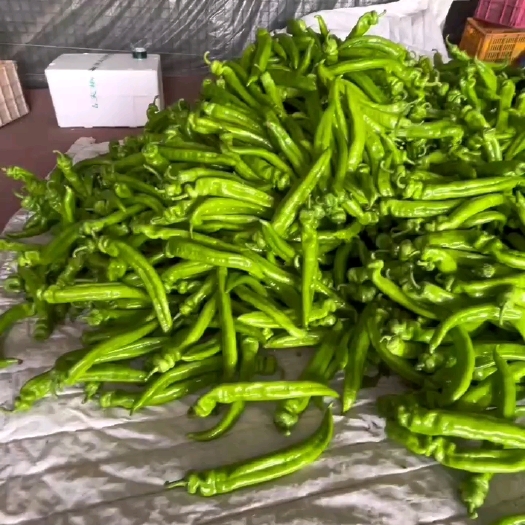 寿光市寿光精品尖椒