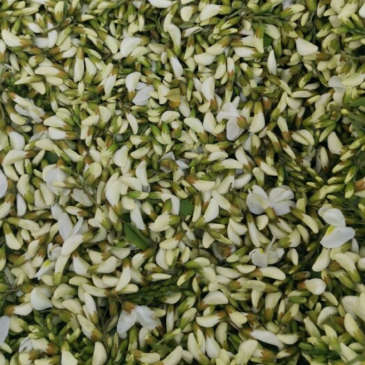 汝阳县洋槐花