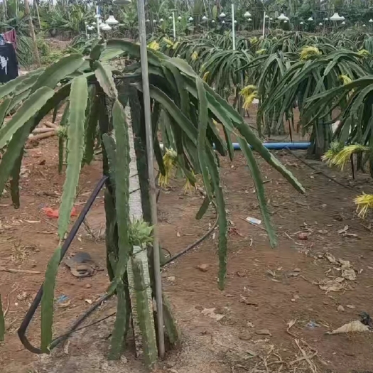 遂溪县本人自产地，反季节火龙果，尾期灯果，成色不错，欢迎老板们来订