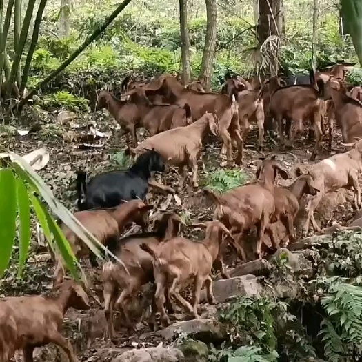 大邑县需要跑山种母羊，种羊，烤羊，杀肉的全部都有，一只也批发