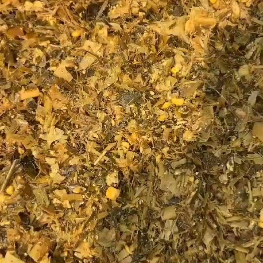 沈阳全株玉米青储
