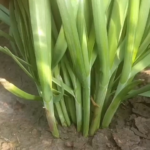 上海新根头刀韭菜
