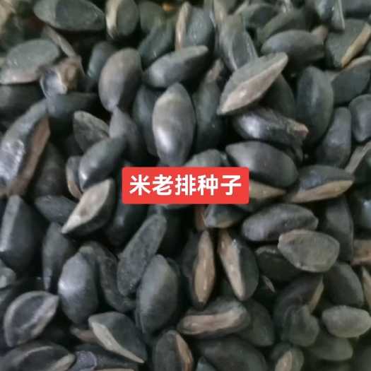 九江米老排种子 新种子批发价格 产地供货 常绿乔木 米老排树种子