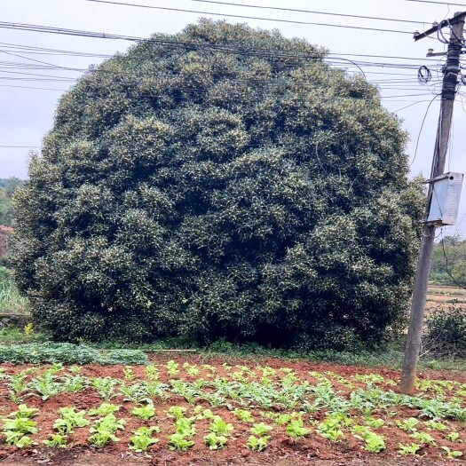 500公分精品桂花，冠幅饱满