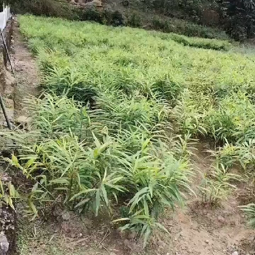阳山县小黄姜