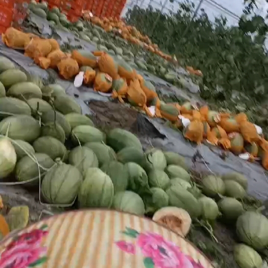 陵水县供应哈密瓜