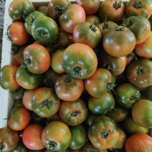 寿光市草莓柿子草莓番茄山东基地大量现货支持社团市场批量供货质优价廉