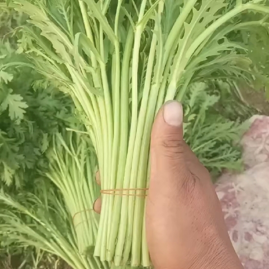 南通茼蒿