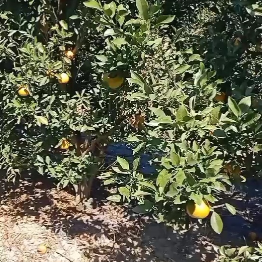 博罗县广东博罗红橙