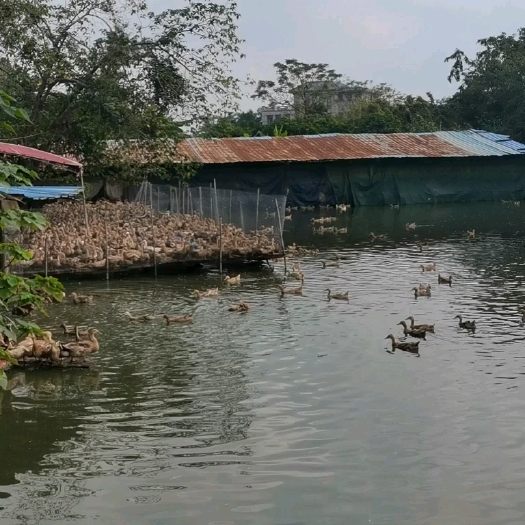 玉林淘汰蛋鸭