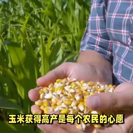 岐山县新产干玉米10吨