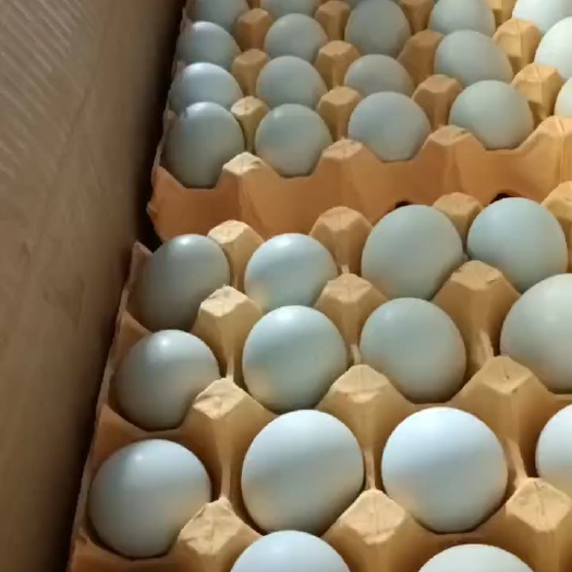 武汉精品绿壳蛋