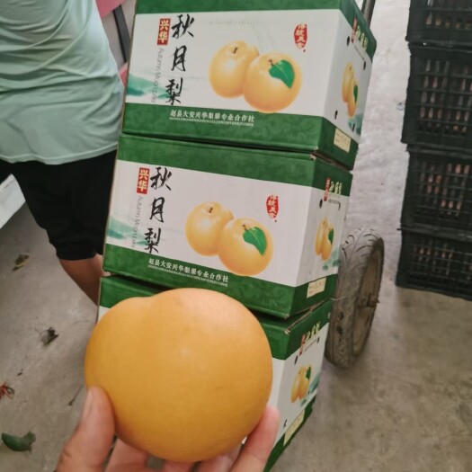 赵县秋月梨赵县基地 送礼佳品，含糖十三+，口感细腻