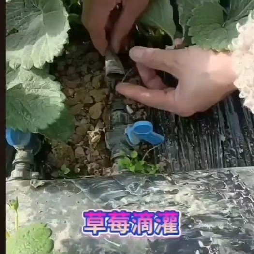 鄄城县草莓大棚滴灌