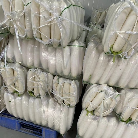 老河口市白萝卜