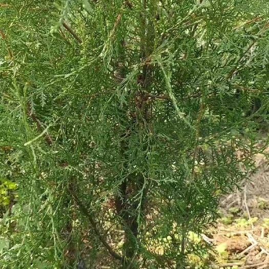 周至县绿化苗木，花卉，侧柏