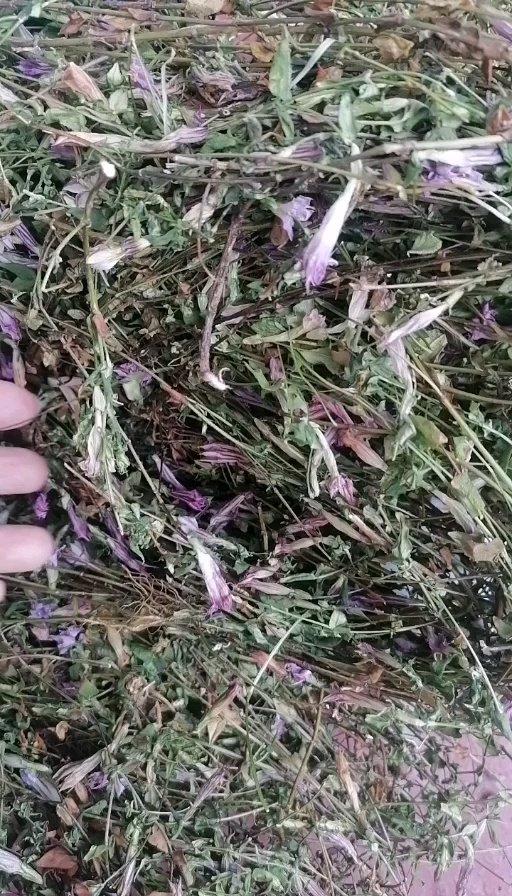 开阳县龙胆草