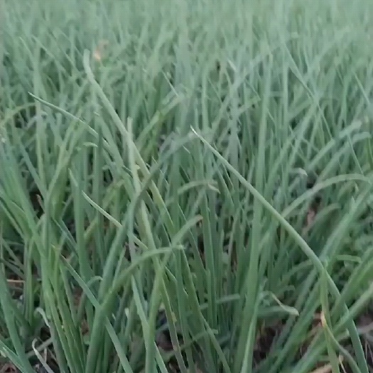 禄丰市小香葱