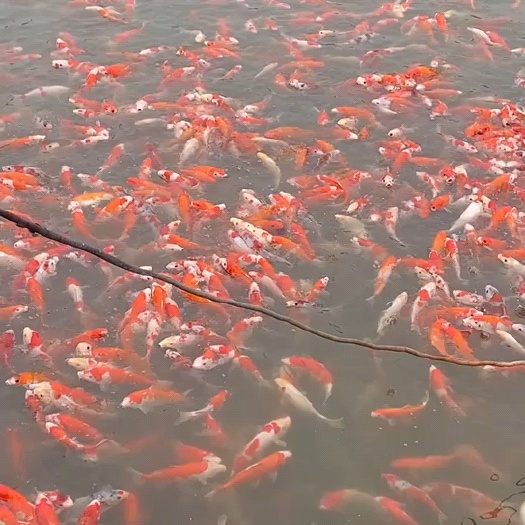 成都观赏鱼锦鲤