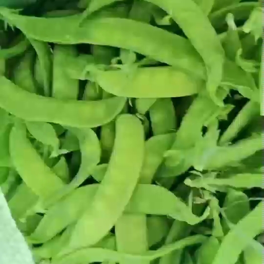 横州市荷兰豆大量供应！