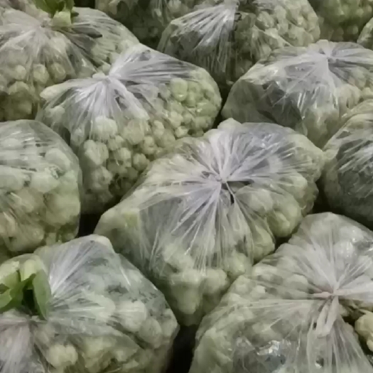 淮北上海青